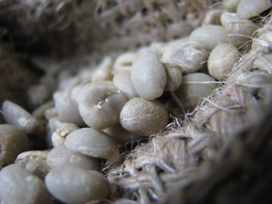 ETIOPIA SIDAMO