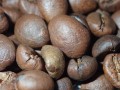 robusta cherry1.JPG
